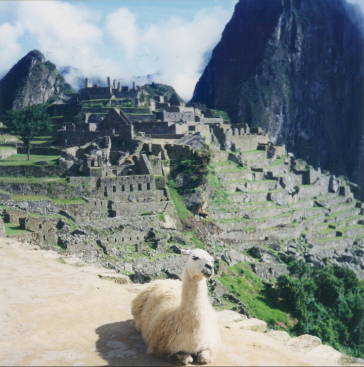 Lhama em Machu Picchu