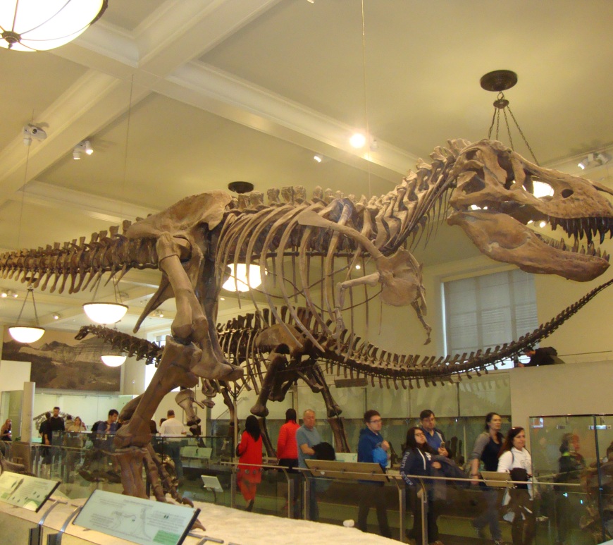 T-Rex - Museu de História Natural - New York